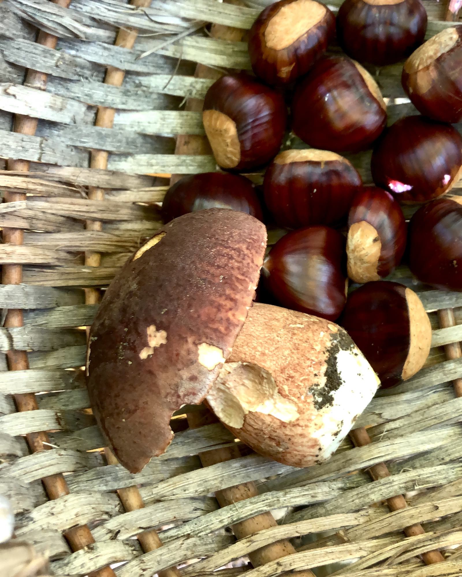 cueillette champignons et chataîgnes en automne dans les Cévennes