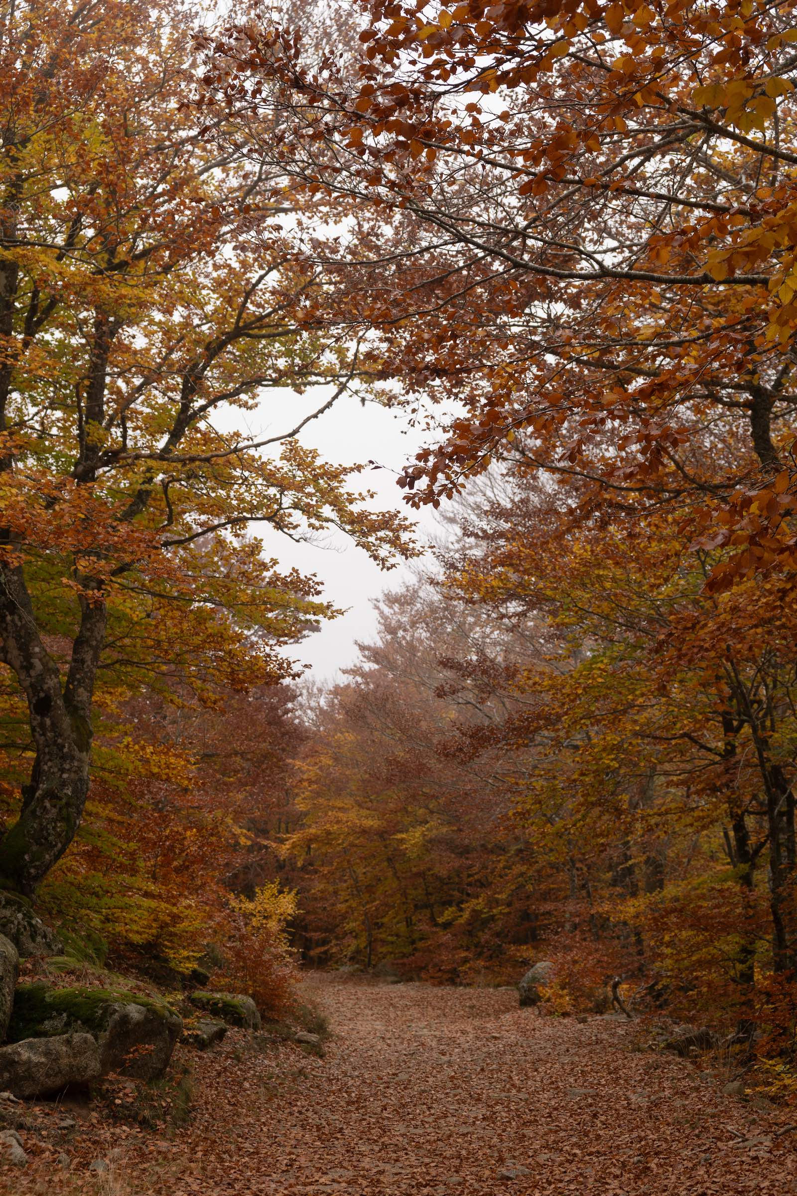 foret proche Domaine Le Verdier aux couleurs de l'automne, Cévennes